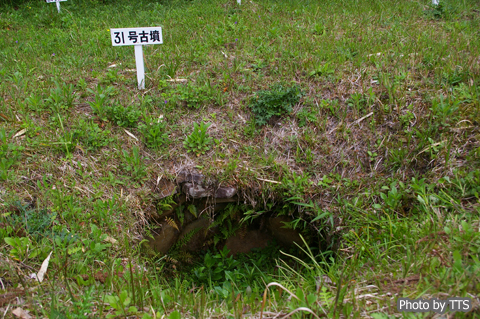 ZÕQ31